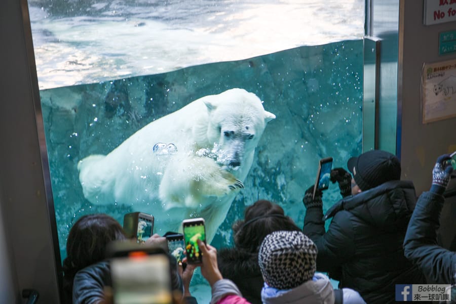 Asahikawa-zoo-51