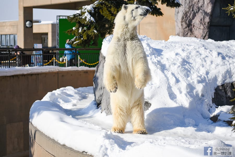 Asahikawa-zoo-53