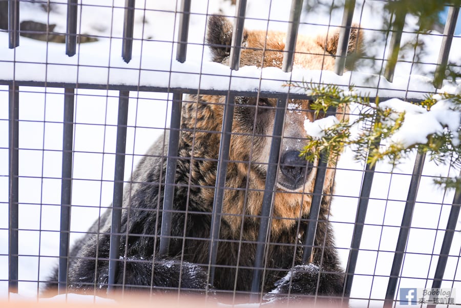 Asahikawa-zoo-54