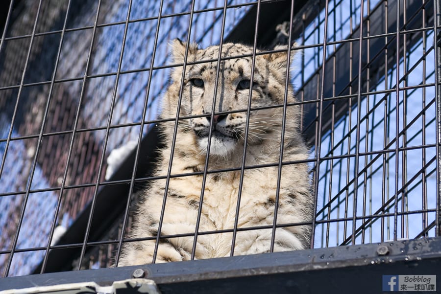 Asahikawa-zoo-56