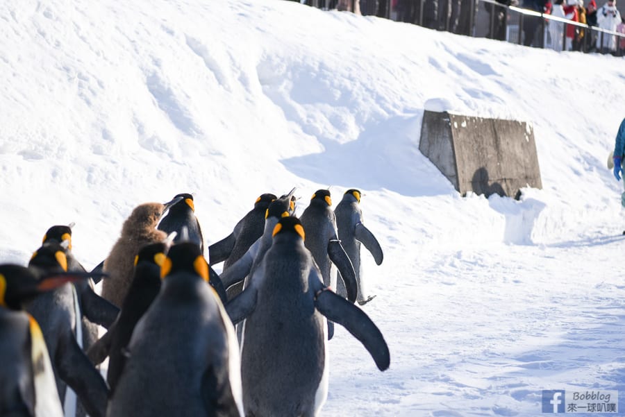 Asahikawa-zoo-68