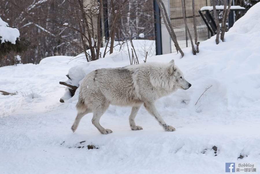 Asahikawa-zoo-82