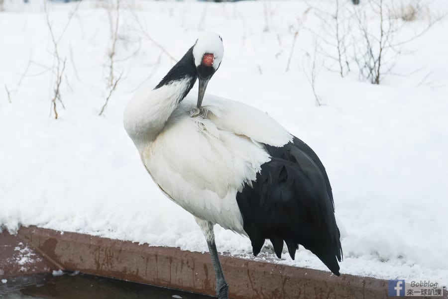 Asahikawa-zoo-83