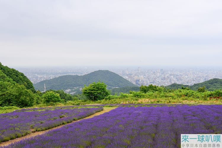 札幌景點|幌見峠薰衣草園、8000株薰衣草與市景秘境