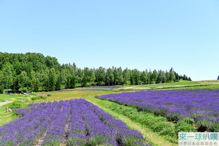 札幌景點|國營瀧野鈴蘭丘陵公園、夏季薰衣草、像森林遊樂區