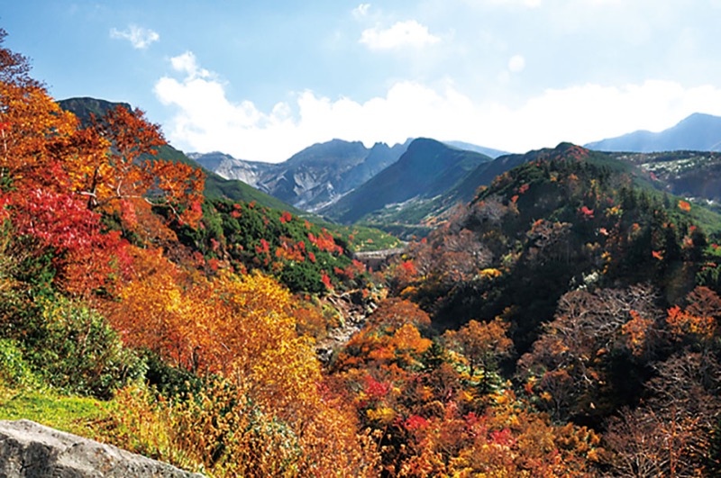 上富良野騎腳踏車一日遊行程景點(富良野八景：全景之路江花、雲霄飛車之路、千望嶺、日之出薰衣草園、和田草原)