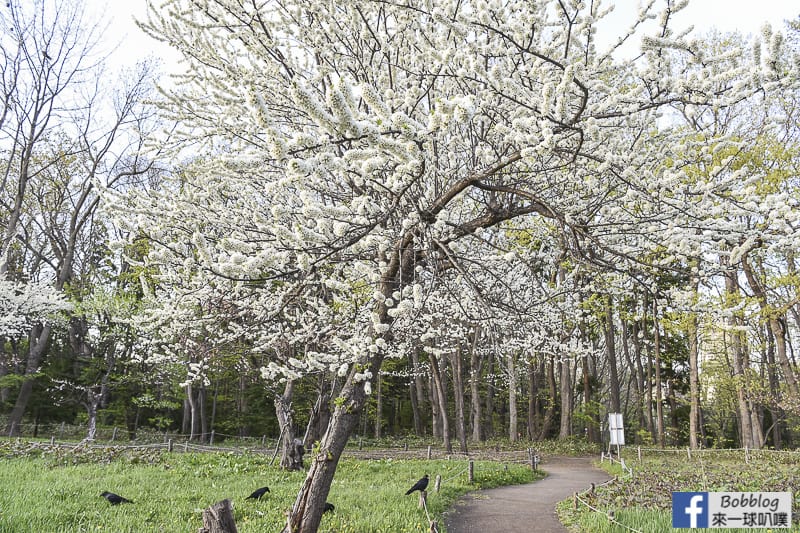 Hokkaido Shrine 7