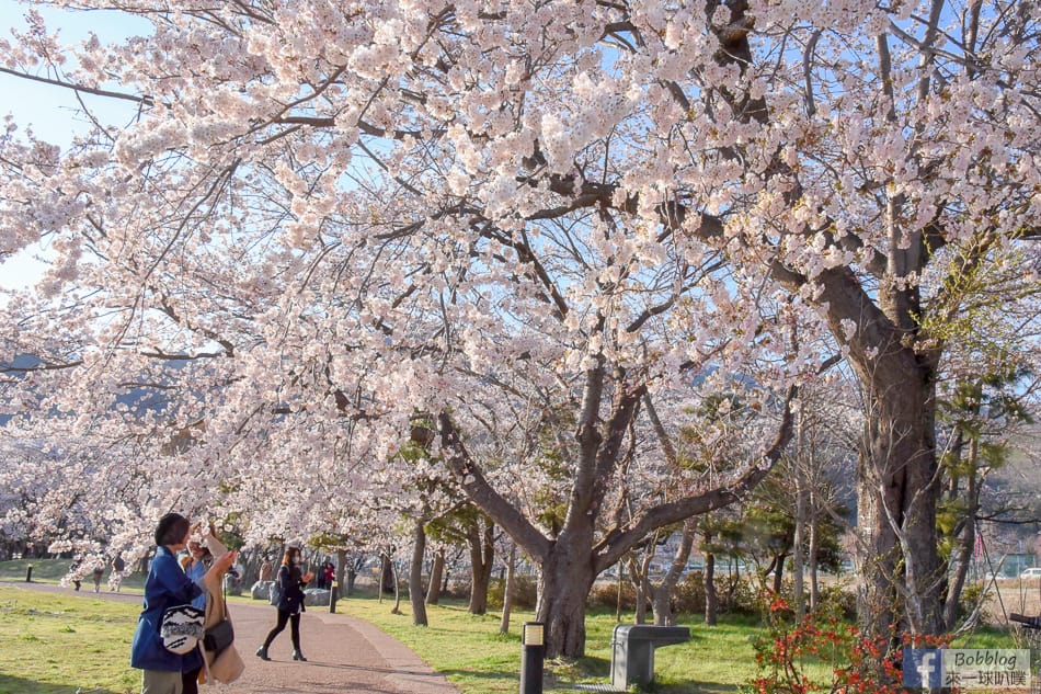 Kawaguchiko-sakura-27