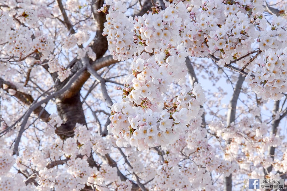 Kawaguchiko-sakura-28