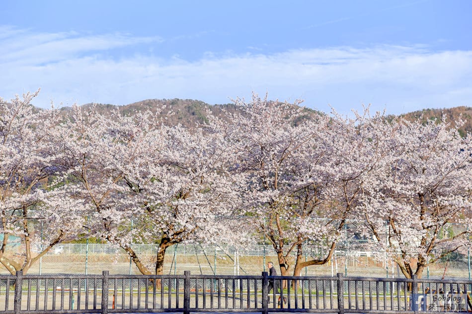 Kawaguchiko-sakura-39