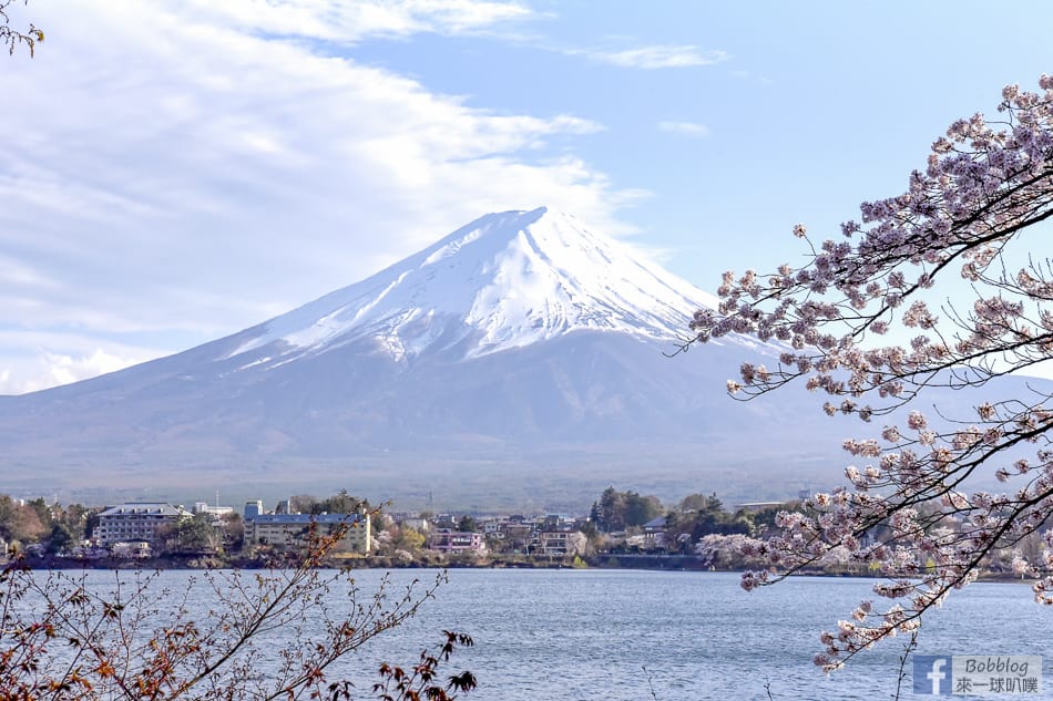 Kawaguchiko-sakura-7