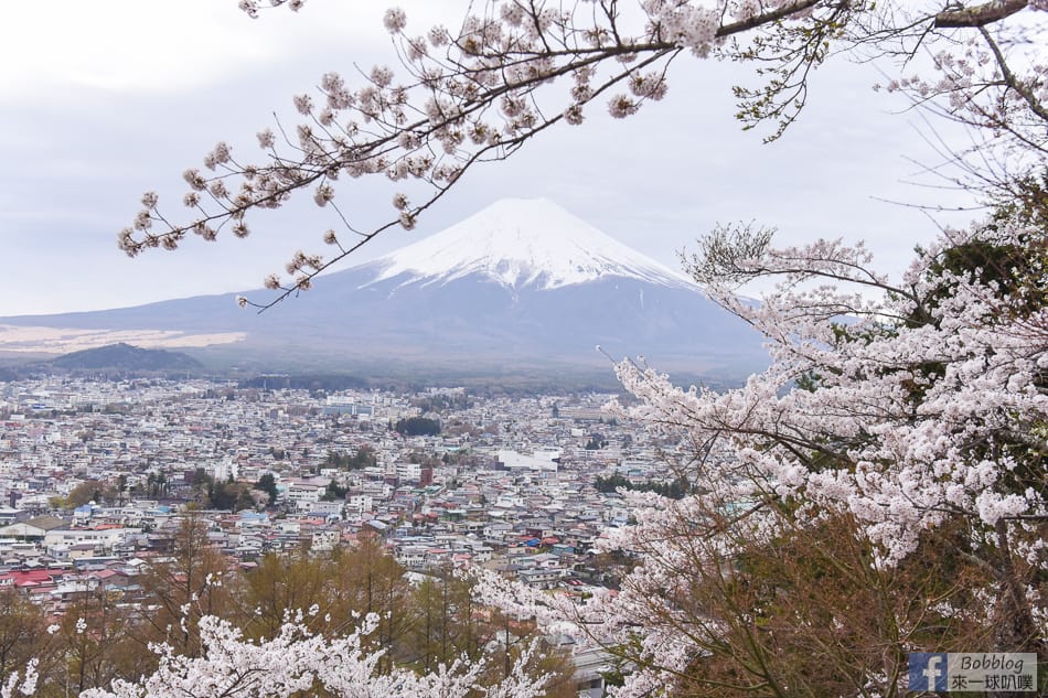 arakurayama-sengen-park-sakura-18