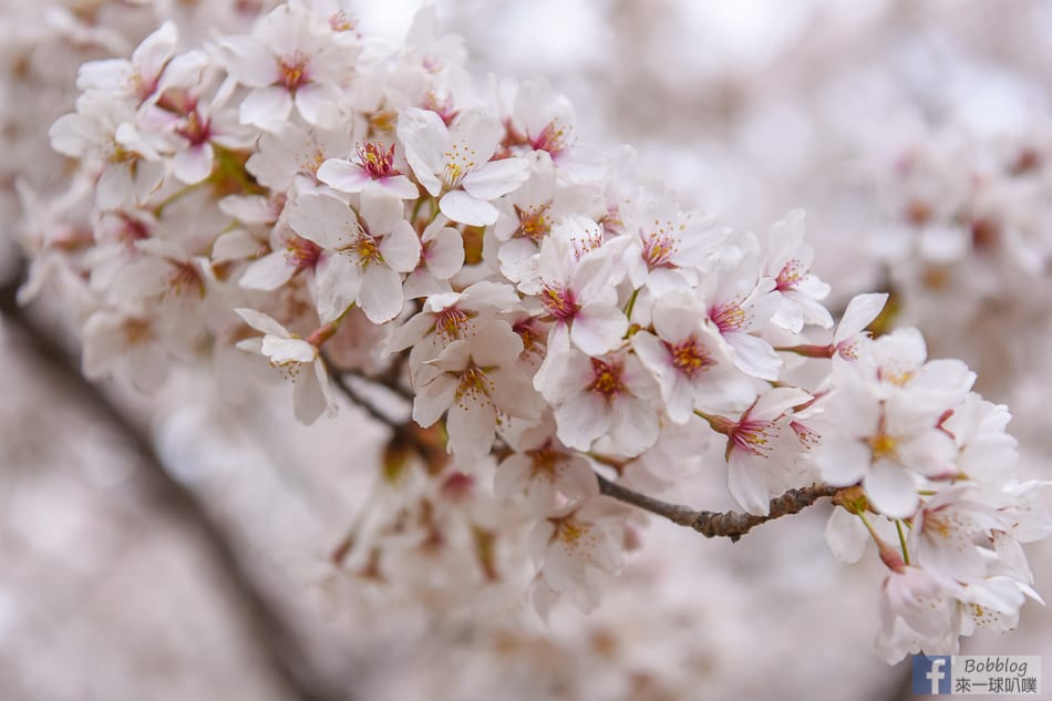 arakurayama-sengen-park-sakura-20