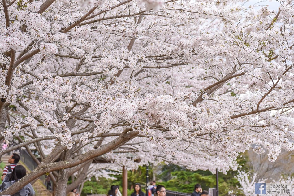 arakurayama-sengen-park-sakura-21