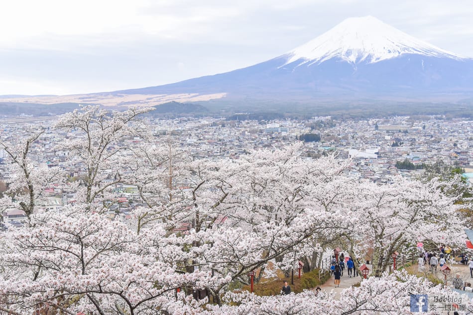 arakurayama-sengen-park-sakura-28