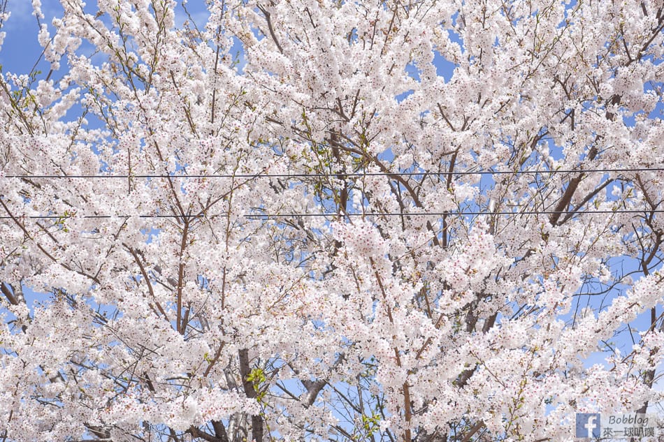 arakurayama-sengen-park-sakura-3