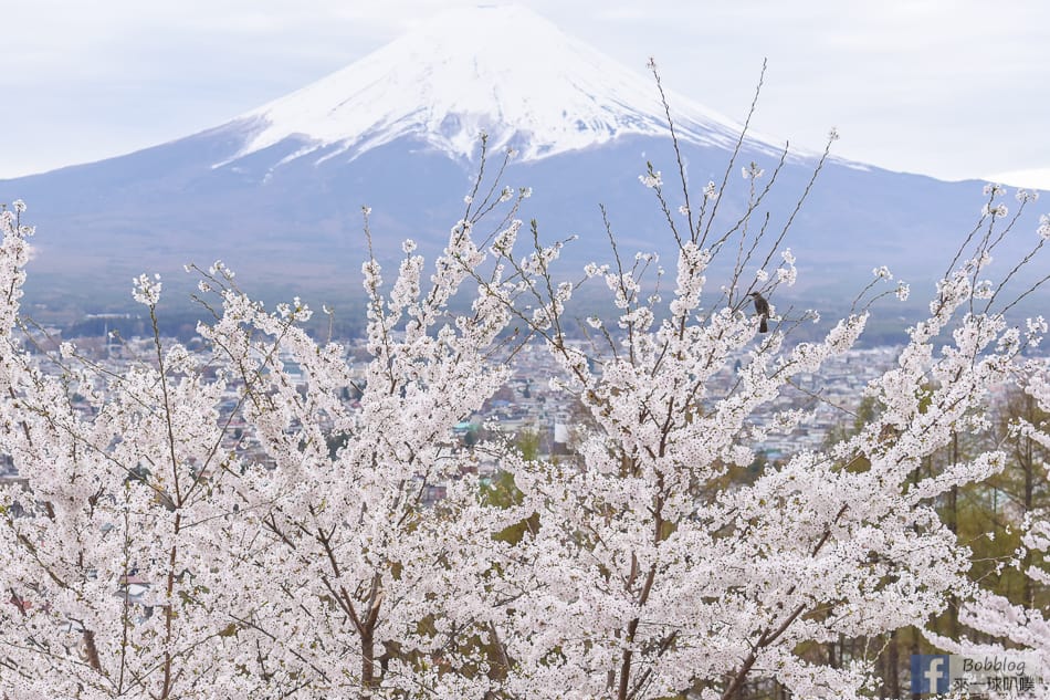 arakurayama-sengen-park-sakura-37