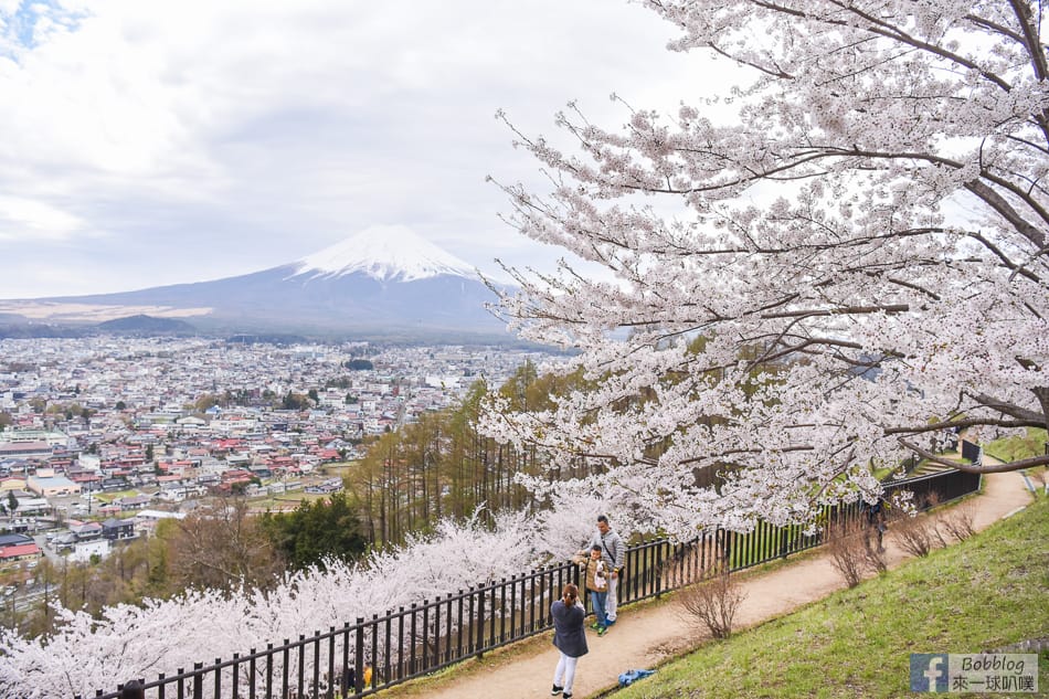 arakurayama-sengen-park-sakura-38