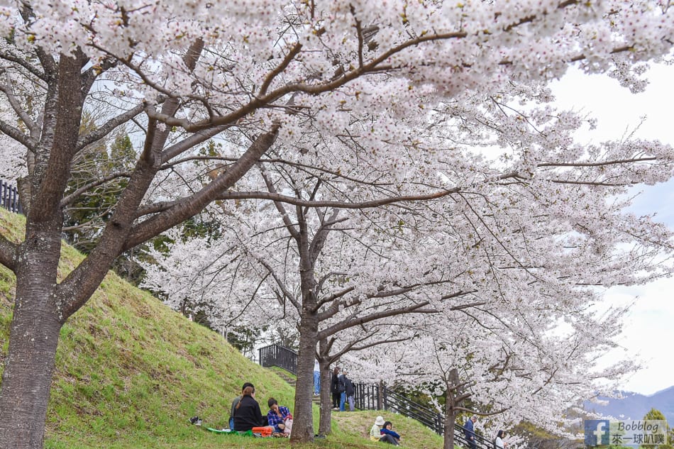 arakurayama-sengen-park-sakura-40