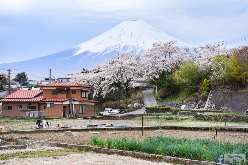 arakurayama-sengen-park-sakura-6