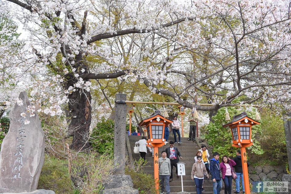 arakurayama-sengen-park-sakura-7