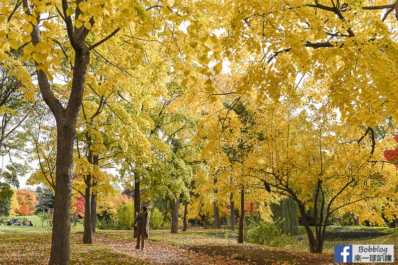 Nakajima-Park-maple-51