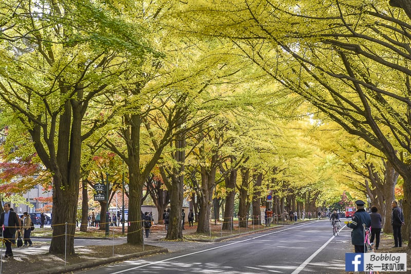 Sapporo-University-Ginkgo-Tree-13