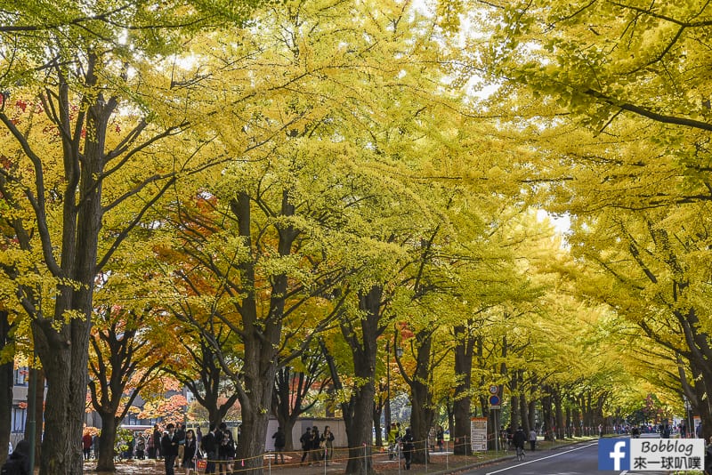Sapporo-University-Ginkgo-Tree-15