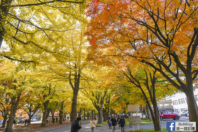 Sapporo-University-Ginkgo-Tree-16