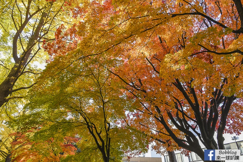 Sapporo-University-Ginkgo-Tree-20