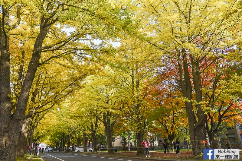 Sapporo-University-Ginkgo-Tree-21