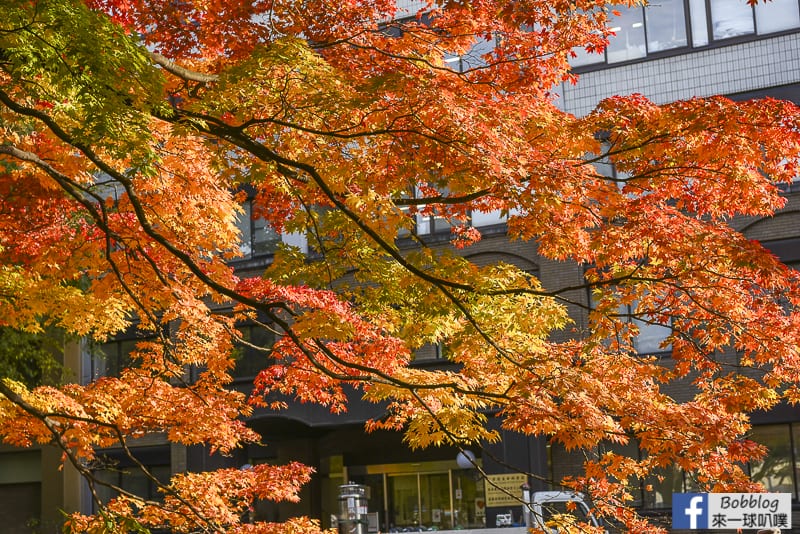 Sapporo-University-Ginkgo-Tree-22