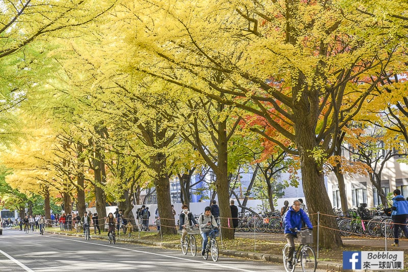 Sapporo-University-Ginkgo-Tree-25