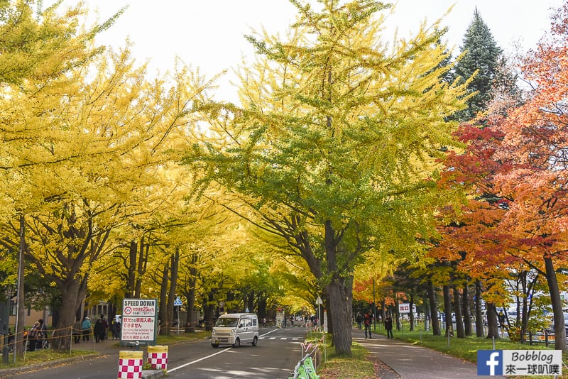 Sapporo-University-Ginkgo-Tree-3