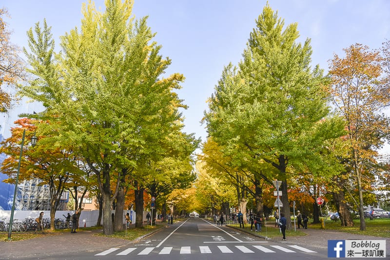 Sapporo-University-Ginkgo-Tree-33