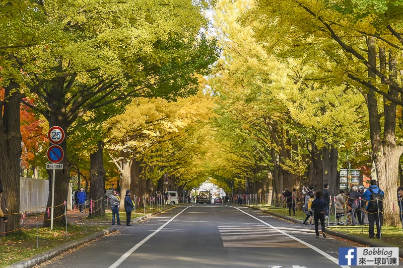 Sapporo-University-Ginkgo-Tree-34