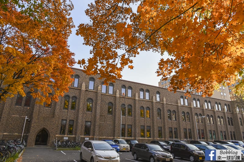 Sapporo-University-Ginkgo-Tree-37