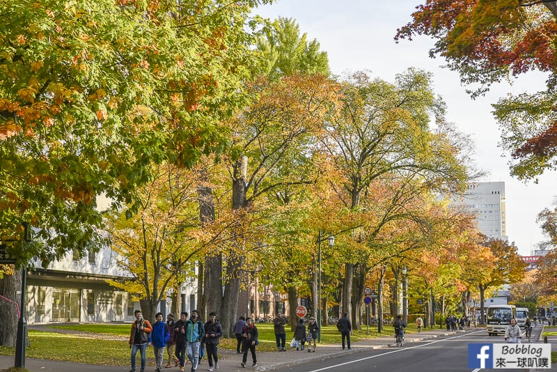 Sapporo-University-Ginkgo-Tree-38