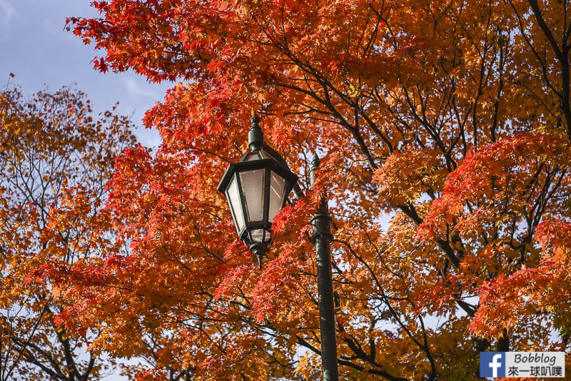 Sapporo-University-Ginkgo-Tree-4