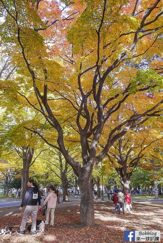 Sapporo-University-Ginkgo-Tree-49