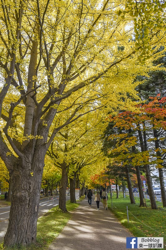 Sapporo-University-Ginkgo-Tree-5