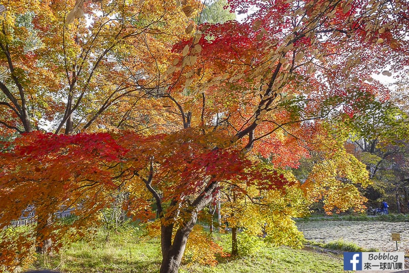 Sapporo-University-Ginkgo-Tree-59