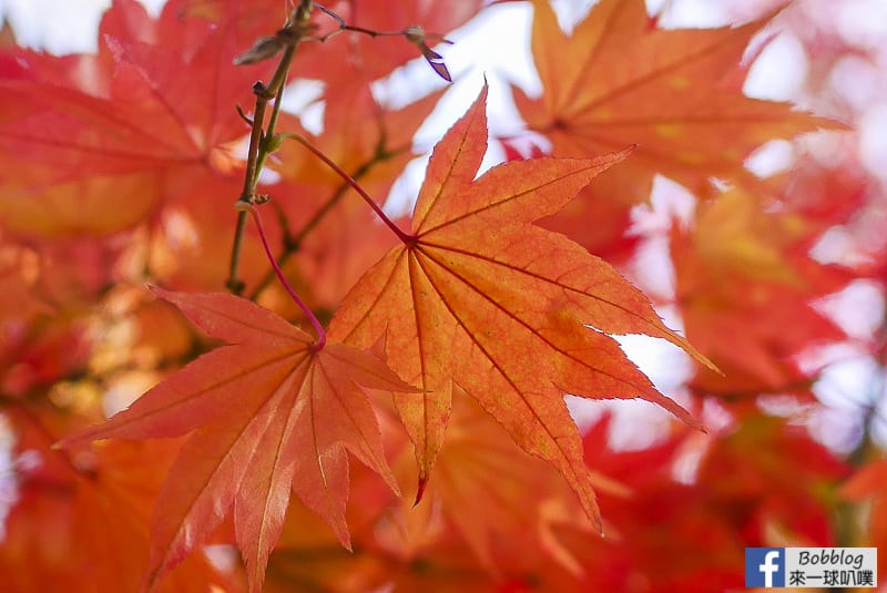 Sapporo-University-Ginkgo-Tree-60