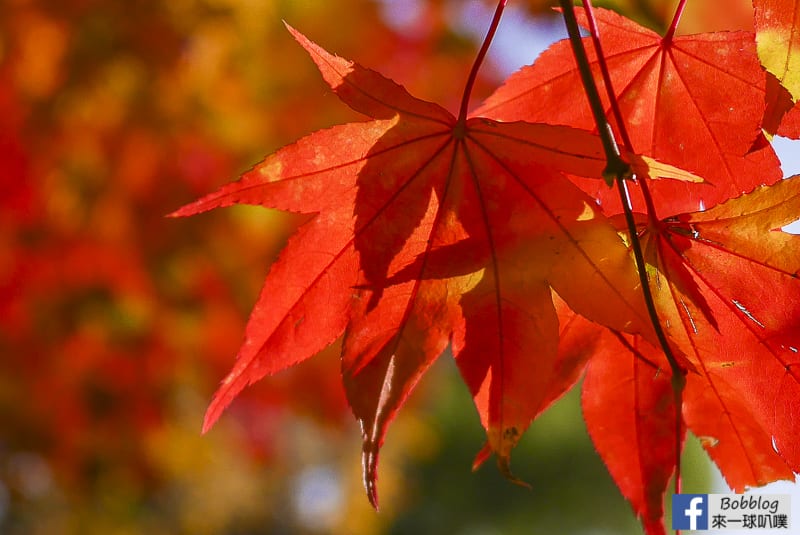 Sapporo-University-Ginkgo-Tree-61