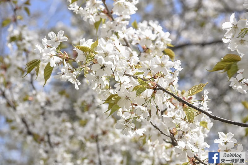 Former hokkaido government office building sakura 8