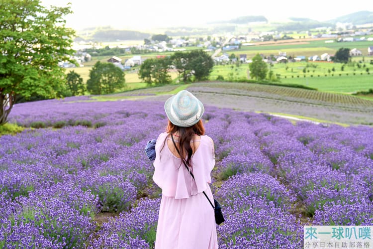 北海道薰衣草景點推薦|上富良野日之出公園、免費超美薰衣草花海