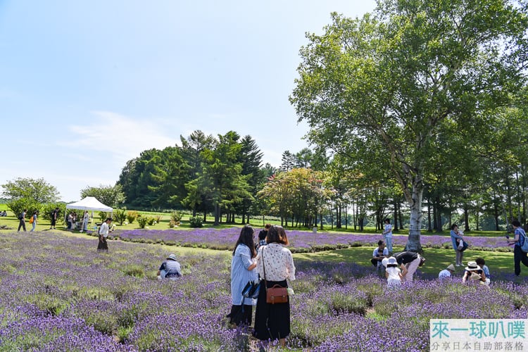 北海道札幌景點|羊之丘展望台、摘薰衣草體驗、草地綿羊很可愛