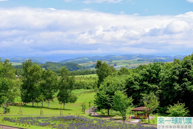 北海道美瑛景點|北西之丘展望公園、十勝岳連峰與薰衣草花海