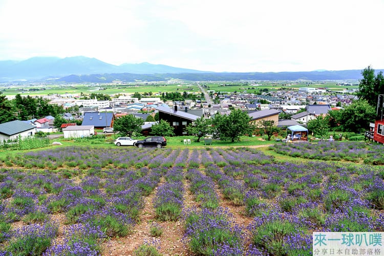 北海道中富良野薰衣草景點|NANAKAの花畑 薰衣草田
