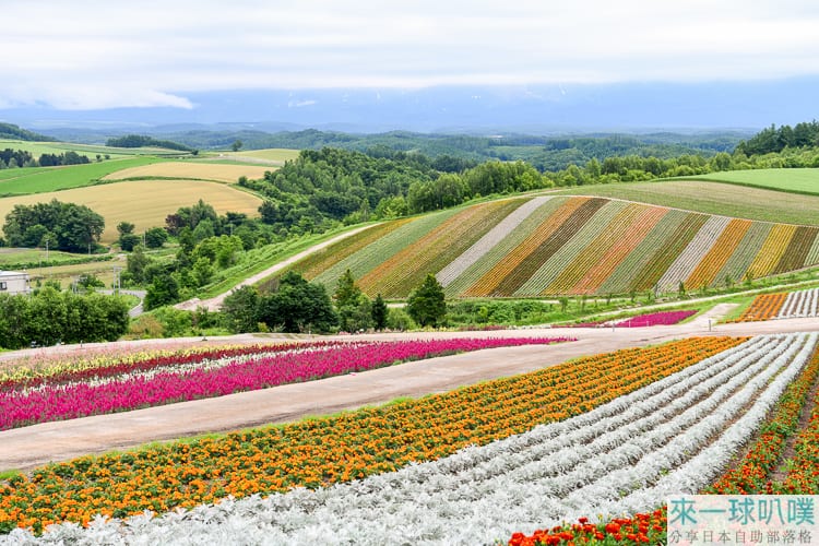 夏天北海道美瑛必去景點|四季彩之丘美麗花海、薰衣草田